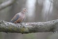 A Solitary Mourning Dove Perched Upon a Thick Tree Branch - Zenaida macroura Royalty Free Stock Photo