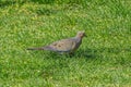 A mourning dove Zenaida macroura Royalty Free Stock Photo