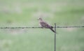 A Mourning Dove Zenaida macroura Perched on Barbed Wire on the Plains