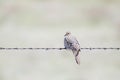 Mourning Dove Zenaida macroura Perched on Barbed Wire