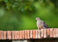 Mourning dove Zenaida macroura