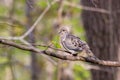 Mourning dove Zenaida macroura perched on a tree limb during spring. Royalty Free Stock Photo