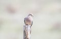 Mourning Dove Zenaida macroura Perched on Wood Post Royalty Free Stock Photo