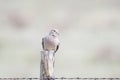 Mourning Dove Zenaida macroura Perched on Wood Post Royalty Free Stock Photo