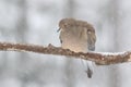 Mourning Dove perching in a winter snowstorm Royalty Free Stock Photo