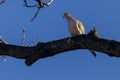 A mourning dove Zenaida macroura perching on a tree branch against blue sky