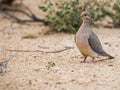 Mourning Dove Zenaida macroura Royalty Free Stock Photo