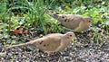 Mourning Doves Feeding on Sunflower Seeds in Back Yard 1 Royalty Free Stock Photo