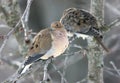Mourning Doves Perched on a Bare Tree Branch Royalty Free Stock Photo