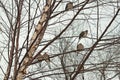 Mourning Doves In River Birch Royalty Free Stock Photo