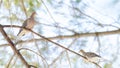 Mourning Doves, Turtle Doves Zenaida macroura on a tree branch. Royalty Free Stock Photo