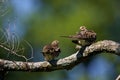 Mourning Doves  807784 Royalty Free Stock Photo