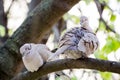 Mourning Doves Zenaida macroura