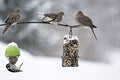 Mourning Doves - Zenaida macroura Royalty Free Stock Photo