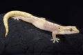 Mourning gecko, Lepidodactylus lugubris