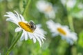 Mourning rose beetle on a flower meadow, Germany