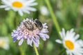 Mourning rose beetle on a flower meadow, Germany