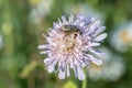 Mourning rose beetle on a flower meadow, Germany