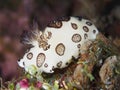 Mourning sea slug Royalty Free Stock Photo