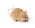 Mouse Animal Pet Isolated