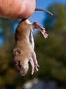 Mouse Royalty Free Stock Photo