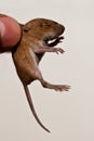 Mouse Royalty Free Stock Photo