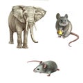 Mouse, African elephant (Loxodonta africana)