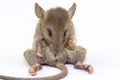 Mouse animal rat eating food scrapsbin isolated on White Background.