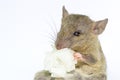 Mouse animal rat eating food scrapsbin isolated on White Background.