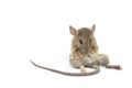 Mouse animal rat eating food scrapsbin isolated on White Background.