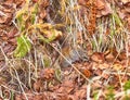 Mouse - arge-toothed redback vole