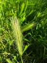 Mouse barley: a species of Barleys, its botanical name is Hordeum murinum.