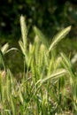 Mouse Barley Hordeum murinum.