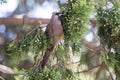 Mousebird eating in tree Royalty Free Stock Photo