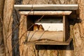 Mouse in bird feeder house in winter by sunshine Royalty Free Stock Photo