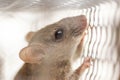 A mouse in a cage Royalty Free Stock Photo