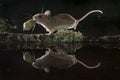 Mouse carrying an acorn by a branch , Apodemus sylvaticus