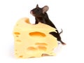 Mouse and cheese Royalty Free Stock Photo