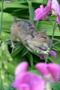 Mouse climbing in sweetpea