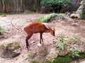 Mouse Deer activity in zoo Royalty Free Stock Photo