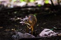 The mouse deer or Chevrotain is smallest deer Royalty Free Stock Photo