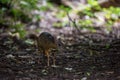 The mouse deer or Chevrotain is smallest deer Royalty Free Stock Photo