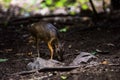 The mouse deer or Chevrotain is smallest deer Royalty Free Stock Photo