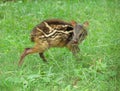 Mouse deer fawn Royalty Free Stock Photo