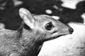 Mouse deer Royalty Free Stock Photo