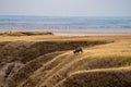 Mouse deer and landscape in Badlands national park in the evening during summer times , South Dakota, United States of America Royalty Free Stock Photo