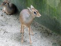Mouse-deer or local tongue called kancil in cage compound. Royalty Free Stock Photo