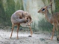 Mouse-deer or local tongue called kancil in cage compound. Royalty Free Stock Photo