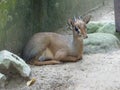 Mouse-deer or local tongue called kancil in cage compound. Royalty Free Stock Photo