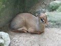 Mouse-deer or local tongue called kancil in cage compound. Royalty Free Stock Photo